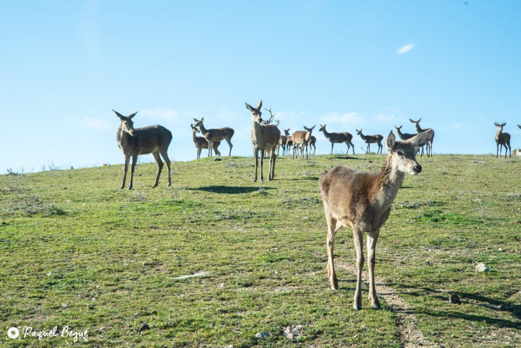 Safari Madrid 4