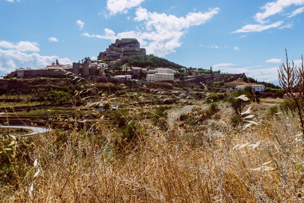 Morella